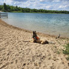 Hundestrand