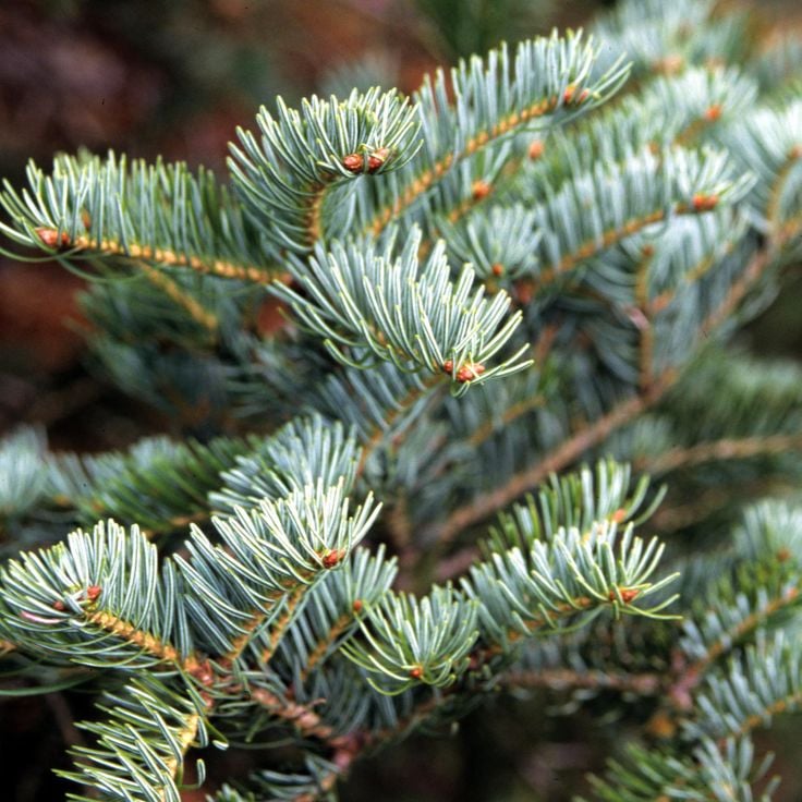 Riserva Naturale Montedimezzo