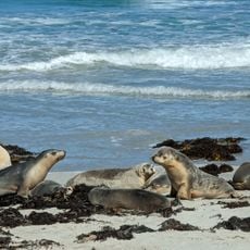 Seal Bay Conservation Park