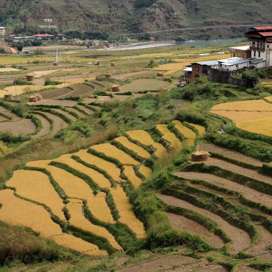 Distretto di Punakha