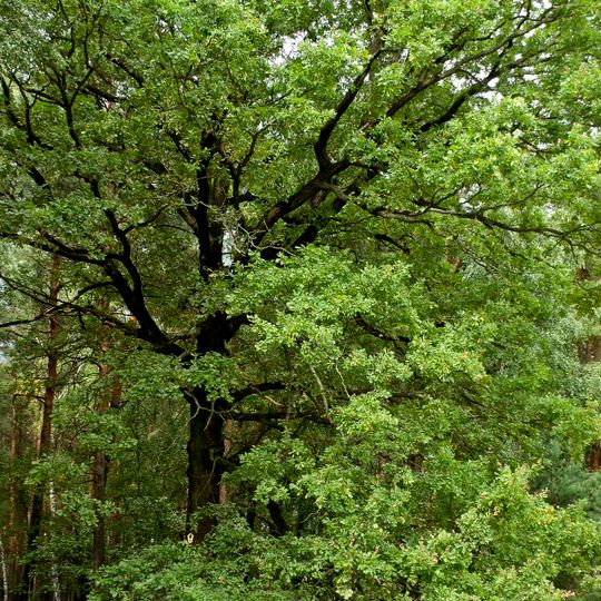 Naturdenkmal [[Eichen