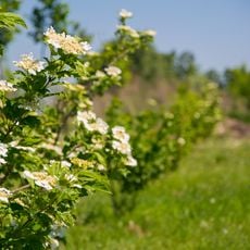 European Park in Cherkasy