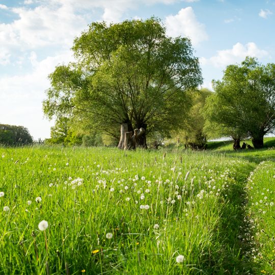Saaleaue bei Groß Rosenburg