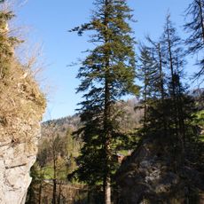 Natural monument of silver fir