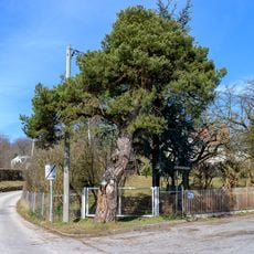 Schirmföhre am unteren Schableder