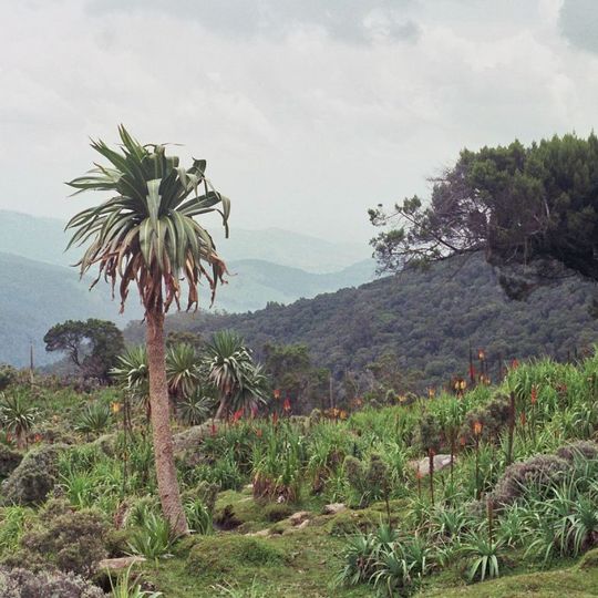Bale Mountains National Park