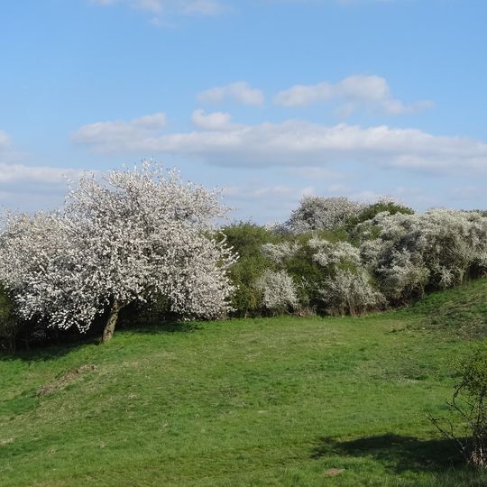 In der Metz bei Münzenberg