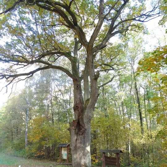 Širvintas hollow oak