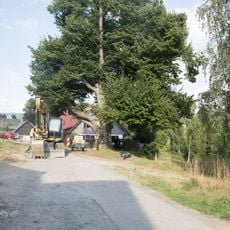 Tilia platyphyllos Scop. in Rokytnice nad Jizerou