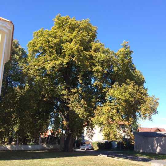 Mratínský jírovec