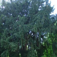 Tis ve Staré Bohyni