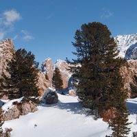Trentino