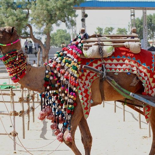 Pushkar Fair