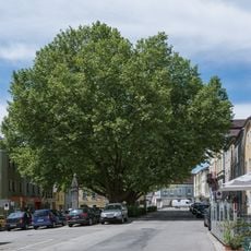 Zwei Platanen am Marktplatz