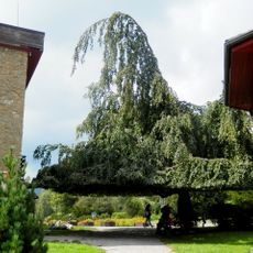 Buk lesný zo Starý Smokovec