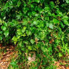 Joan Owens Headstone About 7 Metres North Of The Chancel Of The Church Of St Andrew