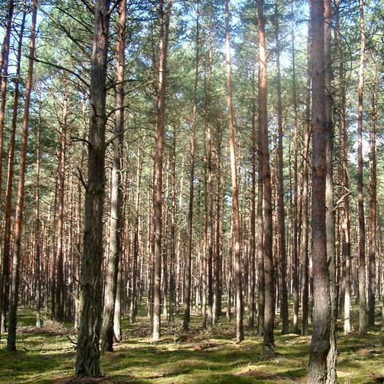 Noteć Forest