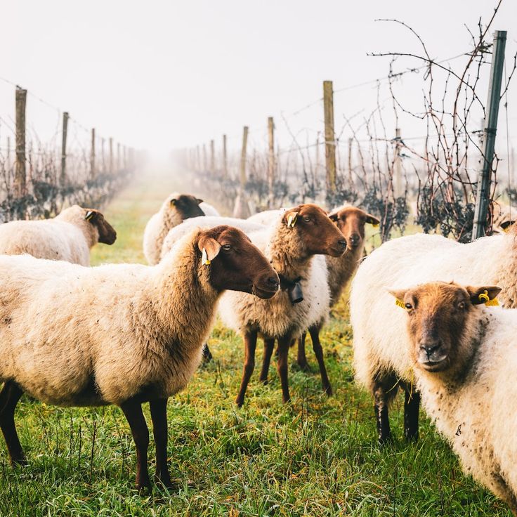 Winnica Mage et Fils