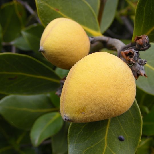Jardín Botánico Bongil Bongil