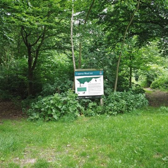 Stour and Copperas Woods, Ramsey