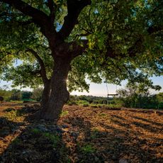 תצפית האלון הגדול
