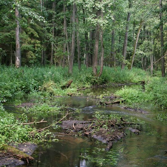 Nature reserve Ostoja Bobrów Marycha