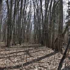 Парк (Дубки)