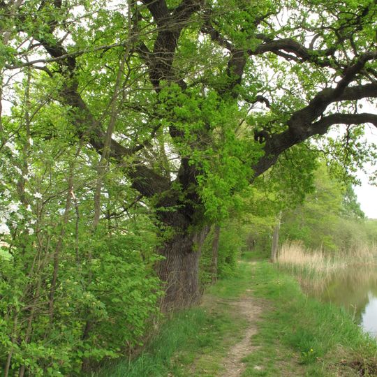 Dub u rybníka Louňov