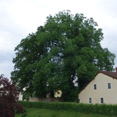 Ulme in Attnang-Puchheim