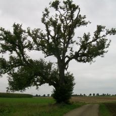 1 Linde (auf Meßtunhalde)