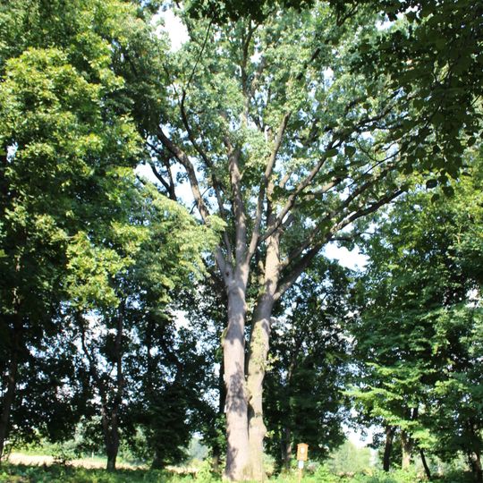 Dub F. X. Procházky