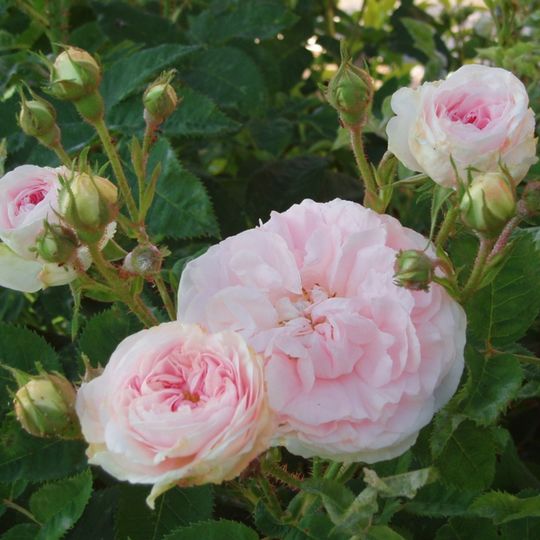 Les jardins de Roquelin