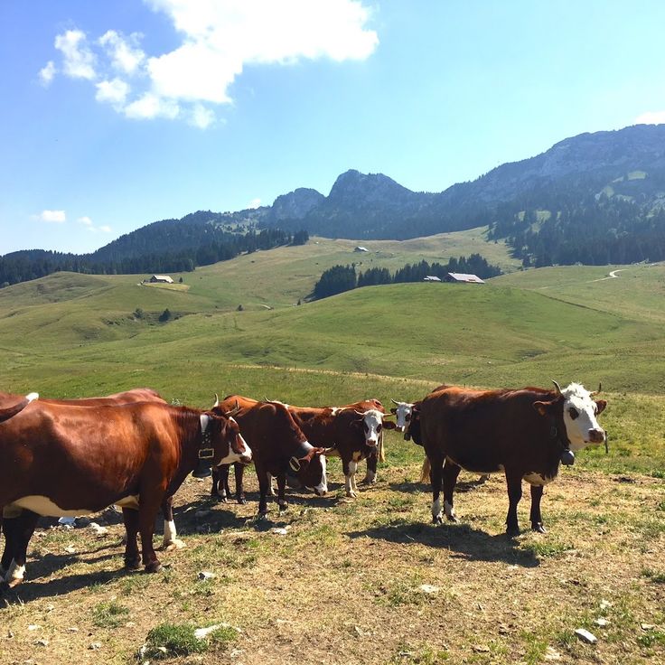 Plateau des Glières