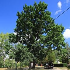 Naturdenkmal Stieleiche neben dem Friedhof Martinskirchen