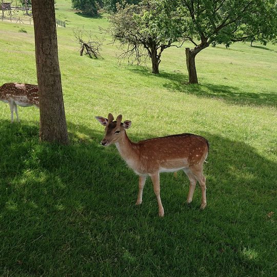 Naturwildpark Freisen