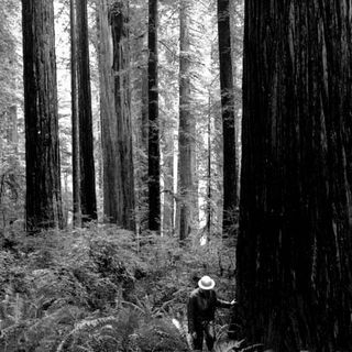 Redwood Experimental Forest