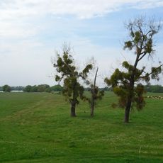 Mittlere Elbe