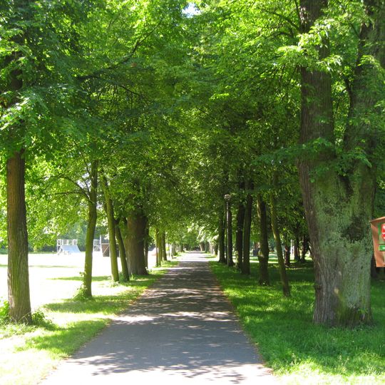 Lipová alej v Chocni od zámku na Chlum