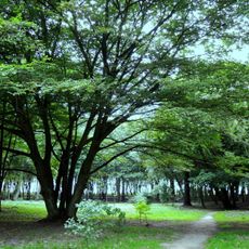 Парк им. М. Беккера (Янтарный)