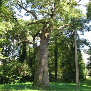 Age oak (Nemyriv)
