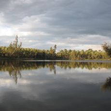 Kinneret Swamps