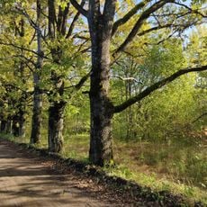 Парк (Ивангород)