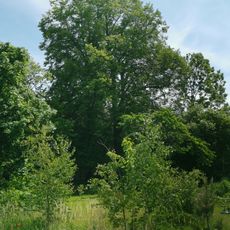 Naturdenkmal Winterlinden am Gasthof in Grünewald