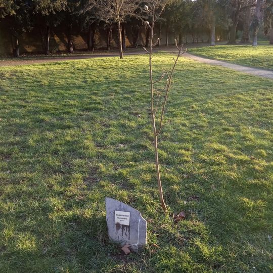 Memorial tree of Elen Křišťálová