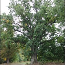 Lípy a dub u Netolic