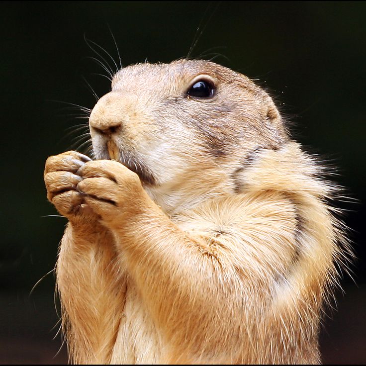 Prairie Dog State Park