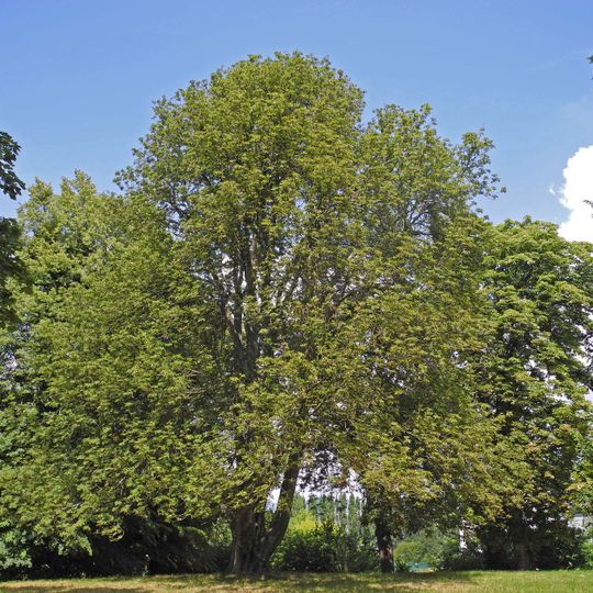 Fingerblättrige Rosskastanie Volkspark Räcknitz