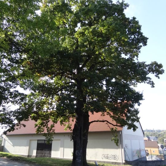 Skupina dvou stromů