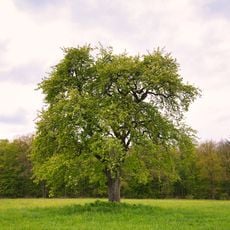 1 Birnbaum Hohen Hölzlein