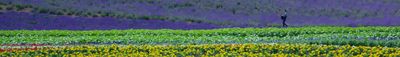 Panoramic View 0